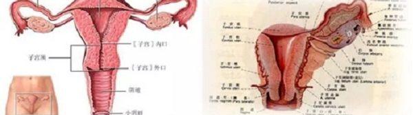 什么是单角子宫图解