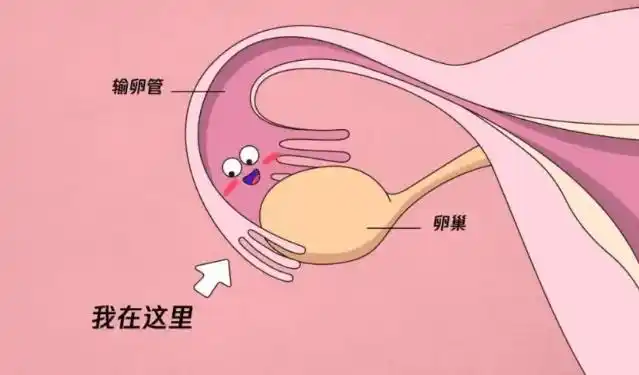 输卵管堵塞的10个征兆来看看自己有没有中招