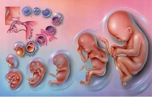 试管移植囊胚是否已经决定生男生女了？生男生女谁来决定？