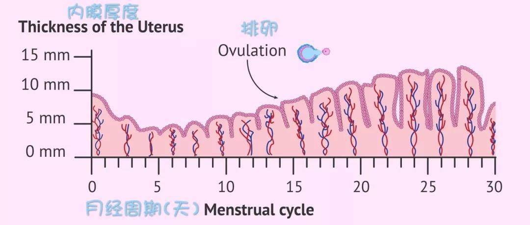 试管婴儿女性子宫内膜回声偏强适合移植吗?