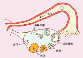 试管打促排药身体有什么反应，腰骶骨和小腿疼是正常现象