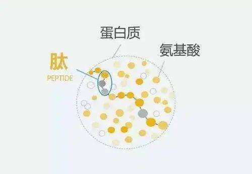 男人的精子能吃吗