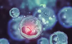 冷冻胚胎会影响胚胎发育潜力吗?