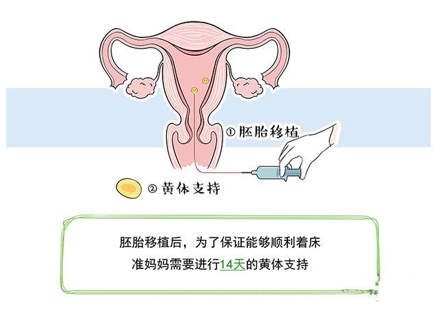 移植两个第五天囊胚的情况