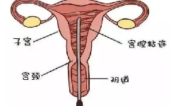 关于卵巢的描述：关于卵巢的描述,下列不正确的是?