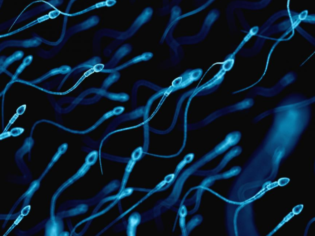 内分泌因素会影响精子发育