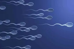 试管婴儿取卵后一侧卵巢增大8Cm多久可以自行恢复正常？