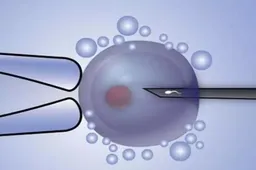 试管是选择鲜胚移植还是囊胚移植？看完两者之间的不同后再做选择