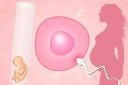 取卵后出血影响当月移植鲜胚?