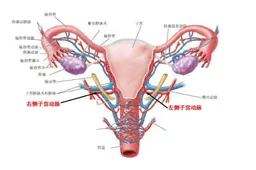 试管一超看不见孕囊却成功案例很多?