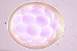 卵巢降调后卵泡大小不同，可以尝试其他辅助技术来提高受孕成功率