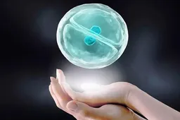 上海三大助孕费用_试管婴儿胚胎移植是什么？