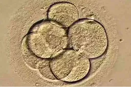 想要移植冻囊胚的成功率更高？人工周期的方式可能是不二选择！