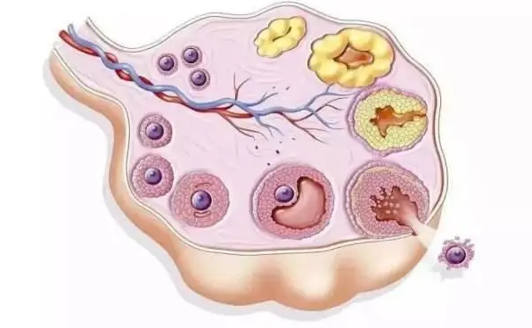试管婴儿促排卵泡少怎么办？增加卵泡数量的有效措施大揭秘