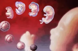 试管婴儿多余胚胎会怎么处理，以下有四个处理办法