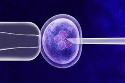 胚胎移植后的注意事项有哪些？