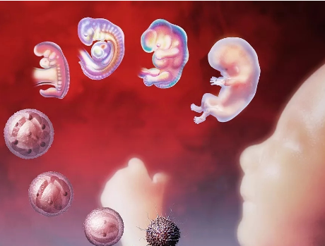 鲜胚和囊胚二者有什么区别？