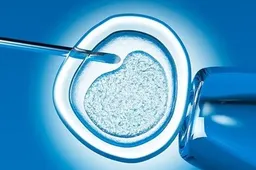 d2高是因为移植鲜胚么?试管移植会成功吗?