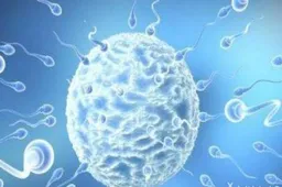 三代试管想胚胎筛查是不是一定要养囊才能做?