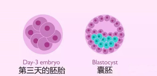 6bc囊胚有必要移植吗？适合移植的情况解析！