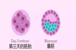 4bc囊胚着床是不是会晚一些,有必要移植吗?
