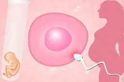 36岁女性供卵试管案例成功分析，调理好子宫环境是必要条件