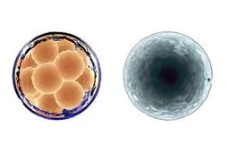 试管移植鲜胚和冻胚哪个成功率高？需要考虑哪些因素