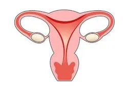 吃榴莲帮助增长子宫内膜厚度是真的吗？