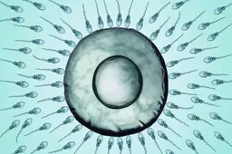 卵巢功能卵泡发育很好也需要降调?
