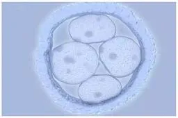 40%胚胎碎片率是否可继续培养？养囊需满足哪些条件？