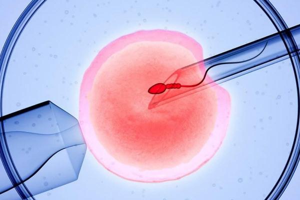试管取卵后不受精是什么原因导致的？需了解女性卵巢情况