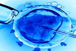 取卵第三天胚胎培育4细胞能够做移植了吗?