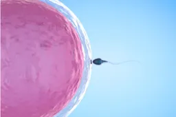 卵泡的质量对怀孕的几率影响很大，这样做能让卵泡发育的又大又圆！