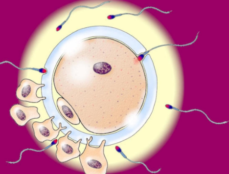 配成三个胚胎也能做试管婴儿，胚胎质量才是决定成功率的关键