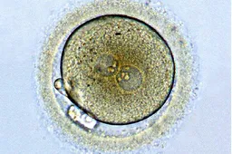 试管胚胎质量差别担心，养囊对提高移植成功率大有帮助