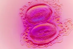 泰国试管婴儿也能进行囊胚移植，养囊成功率有进一步提升