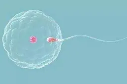 在玉林做三代试管不能移植两个胚胎，避免多胎妊娠是原因之一