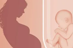 胎停育胚胎绒毛有什么作用 三代试管哪些停育胚胎有发育