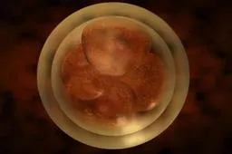 试管婴儿胚胎质量等级划分一览，是不是优胚自己就能判断