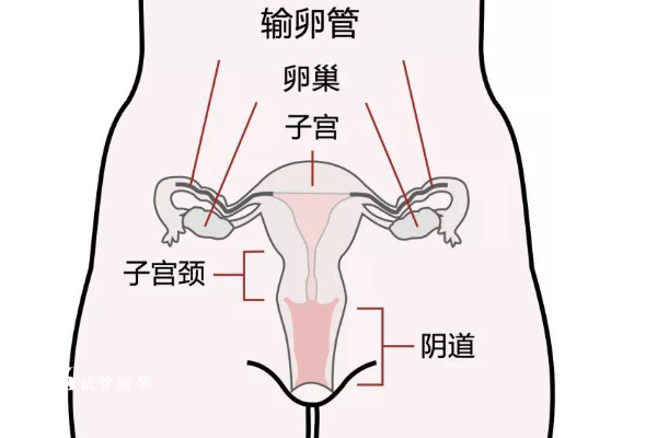 输卵管人体大概哪个位子，子宫及输卵管位置介绍