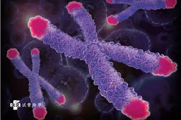 染色体易位和倒位有三大区别，附两种疾病的形成机制和发生原因