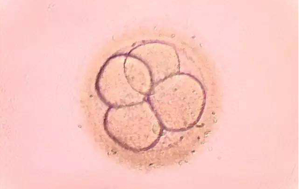 试管2级4细胞的胚胎质量