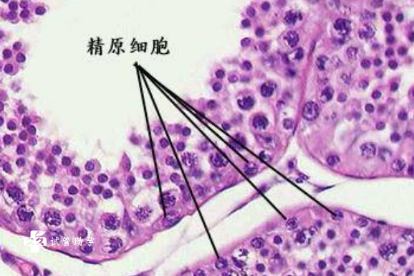 精原细胞的染色体数目是多少条？附精原细胞的作用及遗传特征