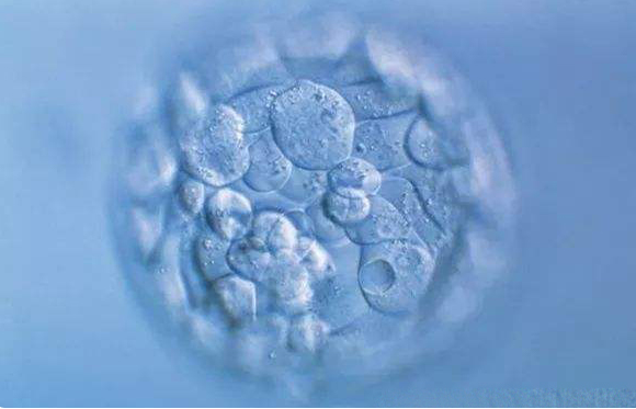 一级胚胎和囊胚的质量
