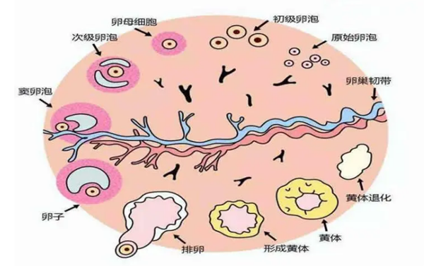 卵泡黄素化能做试管