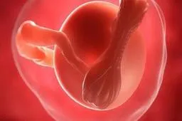 试管婴儿移植术前五个准备-囊胚移植前的身体准备