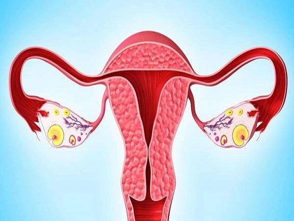 卵泡都是在女性的卵巢中形成的