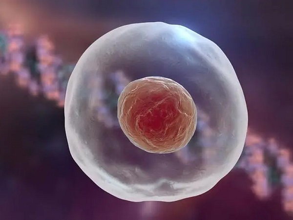 女性取卵少建议做囊胚移植更好