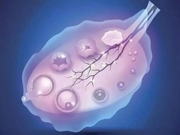 正常情况女性每个月只排出一个成熟卵泡