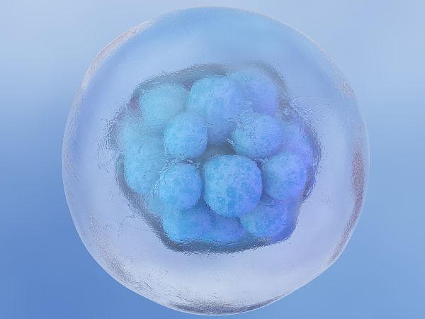 12细胞胚胎的质量相对来说不是太好